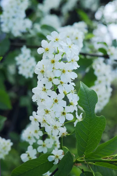 Prunus Padus Una Especie Cerezo Nativo Del Norte Europa Norte — Foto de Stock