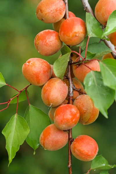 Overloaded Branch Ripe Apricots Rain — Stock Photo, Image