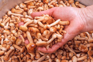 El ile yıkanmış genç tatlım agarics