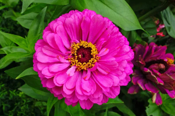 Gerber Latin Gerbera Род Многолетних Трав Семейства Asteraceae Compositae Asteraceae — стоковое фото