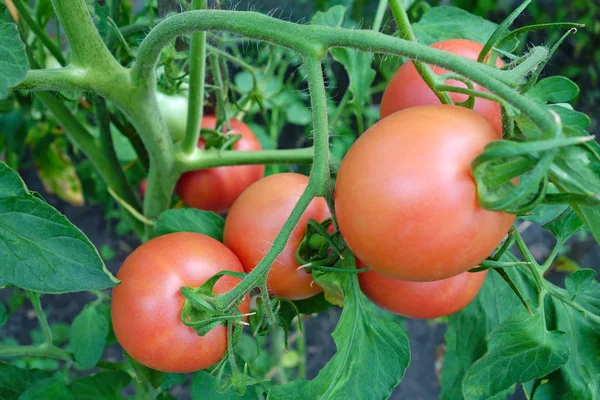 Planta Tomate Con Verduras Maduras Invernadero —  Fotos de Stock