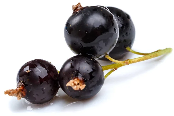 Ribes Nero Isolata Sullo Sfondo Bianco — Foto Stock