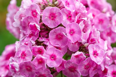 Parlak pembe phlox closeup Bush