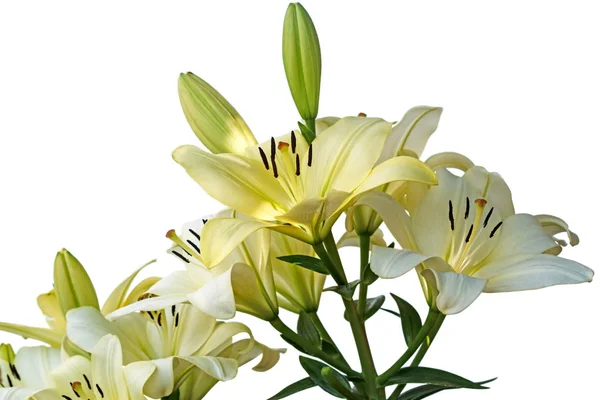 Bleke Geel Lily Een Zonnige Dag Geïsoleerd Witte Achtergrond — Stockfoto