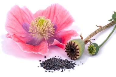 Bitki haşhaş - bir çiçek, bir kutu ve tohum beyaz zemin üzerinde üç Devletleri