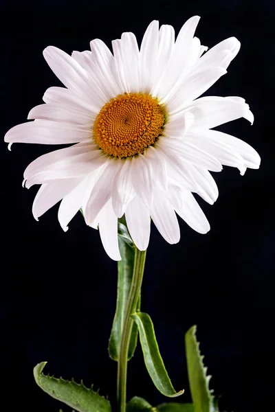 Fekete Háttér Egy Százszorszép Virág — Stock Fotó