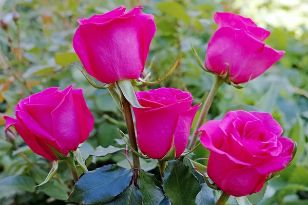 Rosas Arbustos Magenta Fondo Naturaleza —  Fotos de Stock