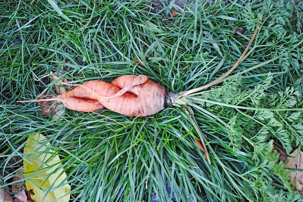 Нестандартные Свежие Морковки Траве — стоковое фото