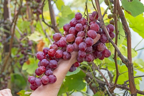 Rękę Pędzlem Czerwonych Winogron Terenie Winnicy Tle Natura — Zdjęcie stockowe