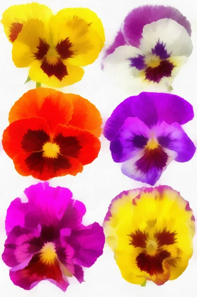 Watercolor drawing of six different pansies on a white background