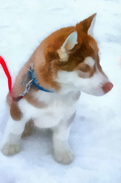 Pura Raza Siberiana Husky Sentado Nieve Acuarela Dibujo —  Fotos de Stock