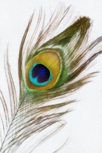 Watercolor Drawing Peacock Feather White Background — Stock Photo, Image