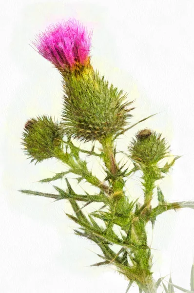 Cardo Nome Comum Grupo Plantas Com Flores Caracterizadas Por Folhas — Fotografia de Stock
