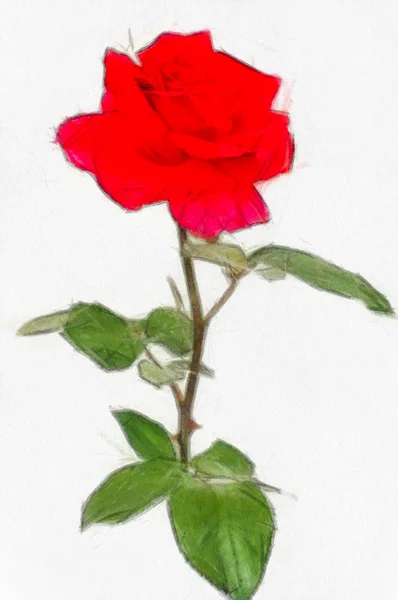 Acquerello Disegnando Una Rosa Rossa Sola Bianco — Foto Stock