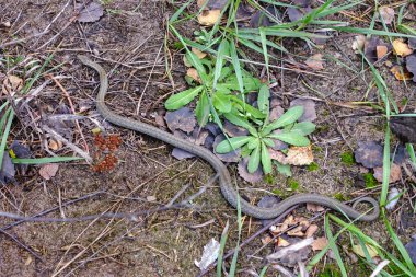 Vipera berus son derece yaygın ve en Batı Avrupa ve Doğu Asya boyunca bulunan zehirli bir yılandır