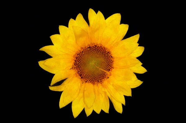 Watercolor drawing sunflower Isolated on a black background