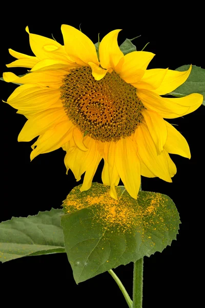 Sunflower flower and pollen — Stock Photo, Image