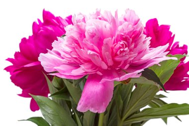 Üç çiçek açan peonies
