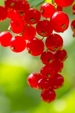 Güneşin kırmızı kuş üzümü