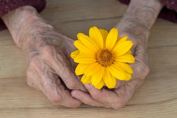 Hände einer alten Frau mit gelbem Gänseblümchen — Stockfoto