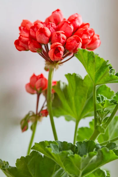 Geranios con flores de tulipán — Foto de Stock