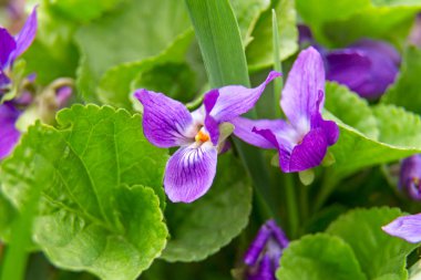 vahşi mor çiçekler