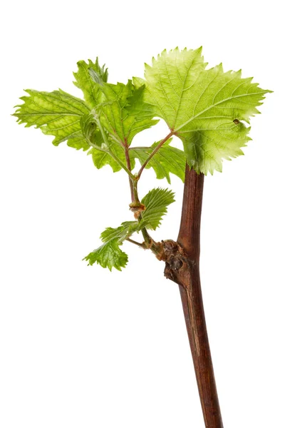 Uvas vegetais com rebentos — Fotografia de Stock
