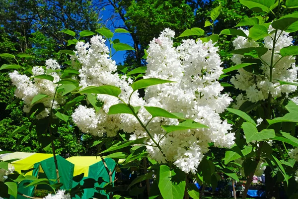 Bush white lilac — Stock Photo, Image