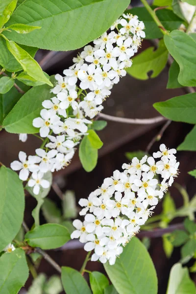 White flowers of bird cherry — Stock Photo, Image