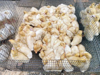 Ördek yavruları ile metal kafesler