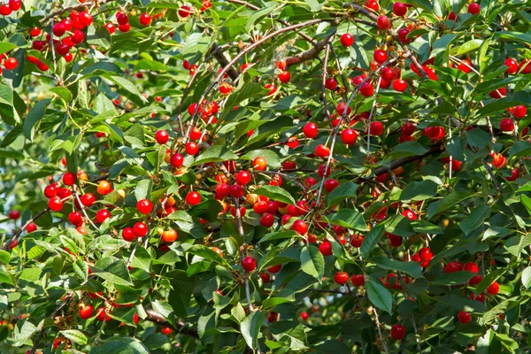 Красная вишня на дереве — стоковое фото