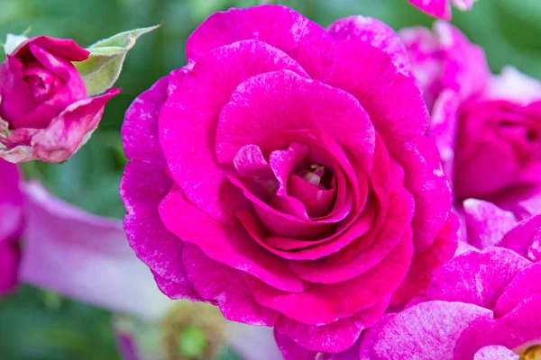 Přírodní purpurová růže — Stock fotografie