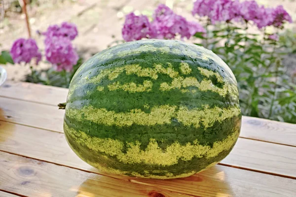 Grote rijpe watermeloen op de tafel — Stockfoto
