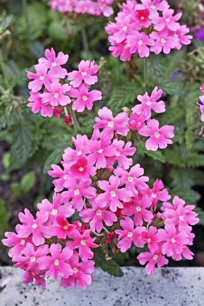 Розовая Вербена Флоуэрс — стоковое фото