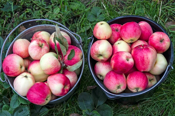 Eimer mit roten Äpfeln — Stockfoto