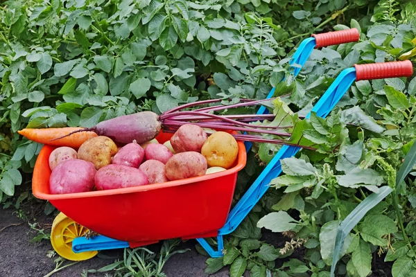 Kleiner Wagen mit Gemüse — Stockfoto