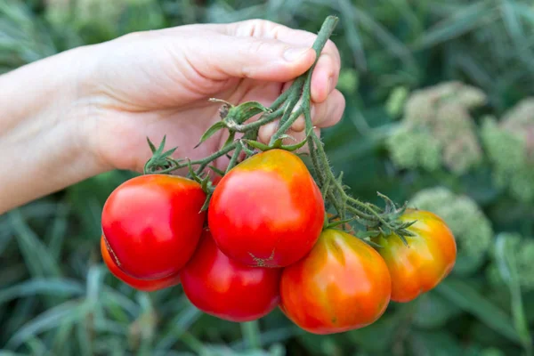 Cepillo de tomates maduros en una mano —  Fotos de Stock