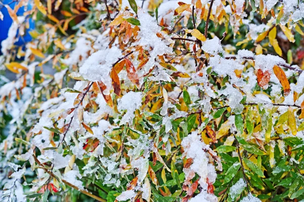 Spirea podzimní keř pod sněhem — Stock fotografie