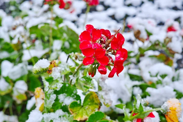 Geranium czerwone i śnieg — Zdjęcie stockowe