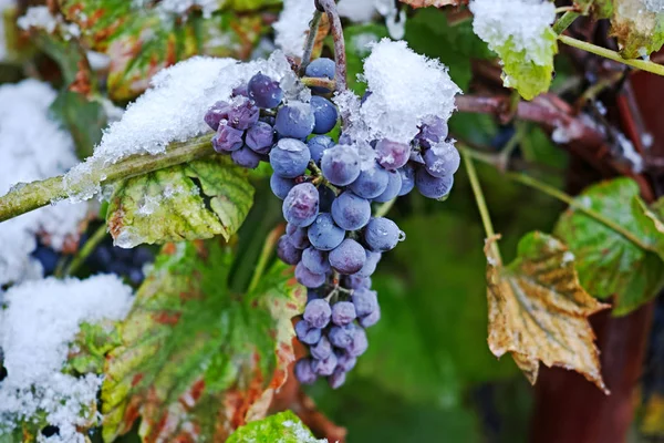 Snow on Violet Grapes Royalty Free Stock Images