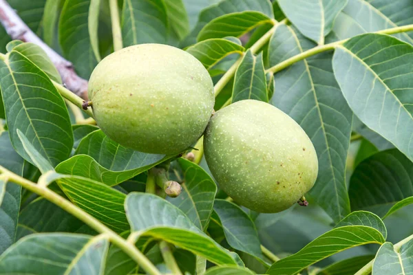 Green Walnuts Tree Nature Background — Stock Photo, Image