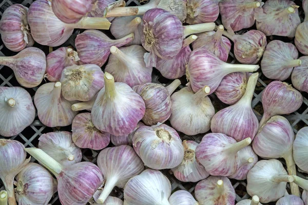 Jonge Knoflookkoppen Natuurlijke Achtergrond — Stockfoto