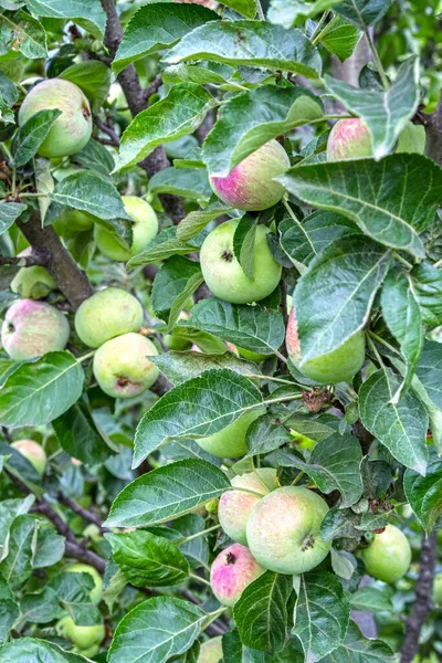 Rijp Appels Boom Natuurlijke Achtergrond — Stockfoto