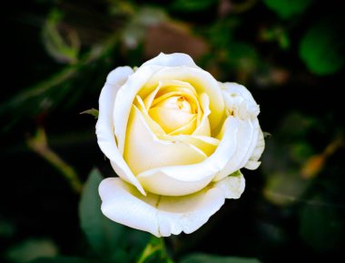 Bahçedeki beyaz gül. Yakın plan..