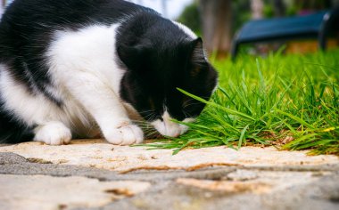 Siyah ve beyaz kedi çim yeme. Yakın çekim.
