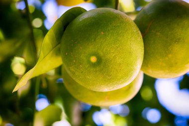 Ağaç üzerinde büyüyen greyfurt. Yakın çekim.