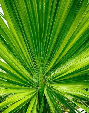 Palmiye ağacı yaprak Close-Up. 