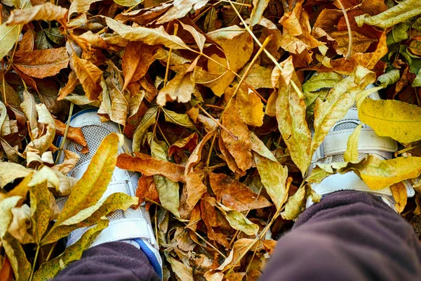 Детские Ноги Хихикарях Стоящих Жёлтых Осенних Листьях — стоковое фото