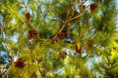 Sedir kozalakları mavi gökyüzü ile dalları. Yakın çekim.