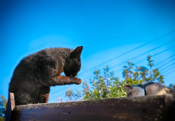 Two cats are washing on the roof against blue sky.